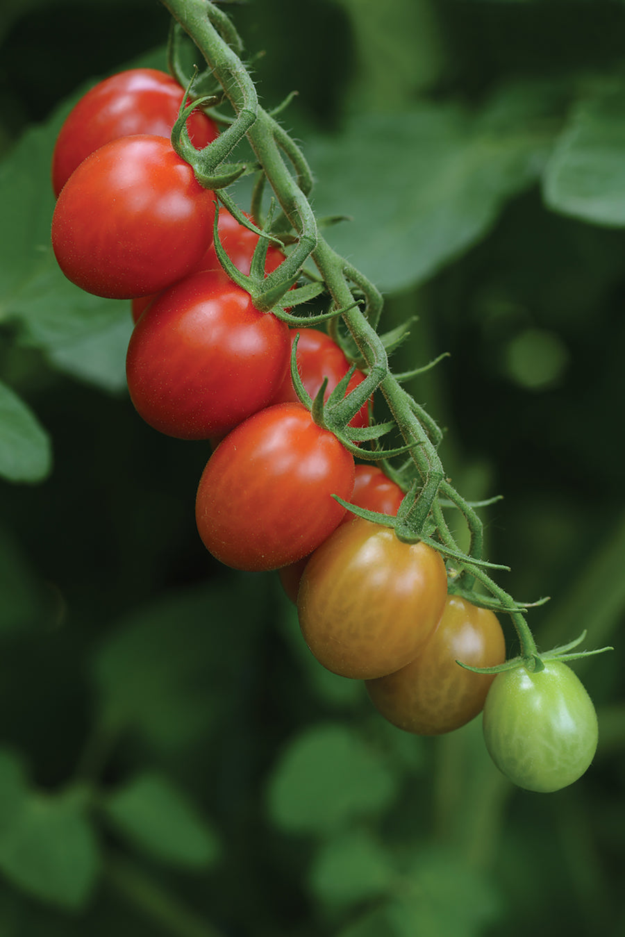 Tomatoes, Sugar Rush Hybrid