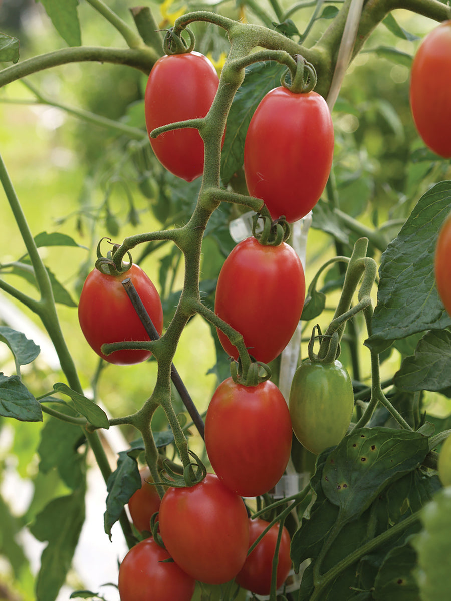 Tomatoes, Sweet Hearts Hybrid