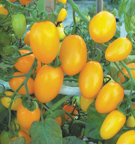 Tomatoes, Aria Hybrid