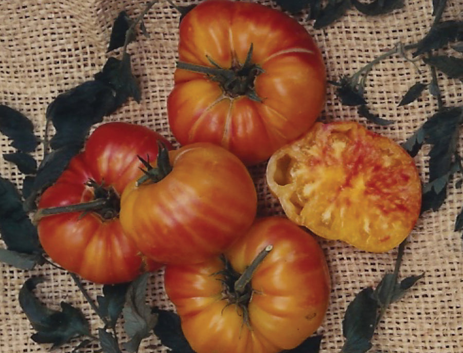 Tomatoes, Old German Organic SE