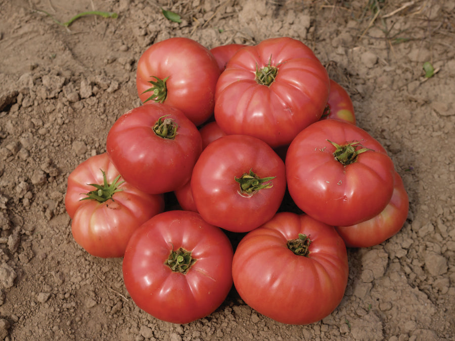 Tomatoes, Ponderosa Pink  :SE