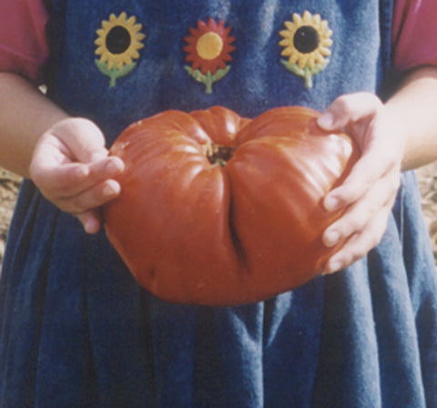 Tomatoes, Sicilian Saucer