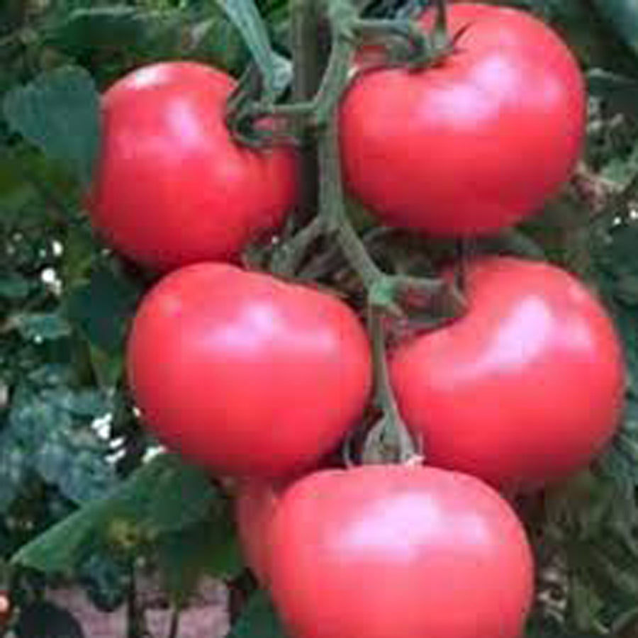 Tomato, Honeymoon Hybrid