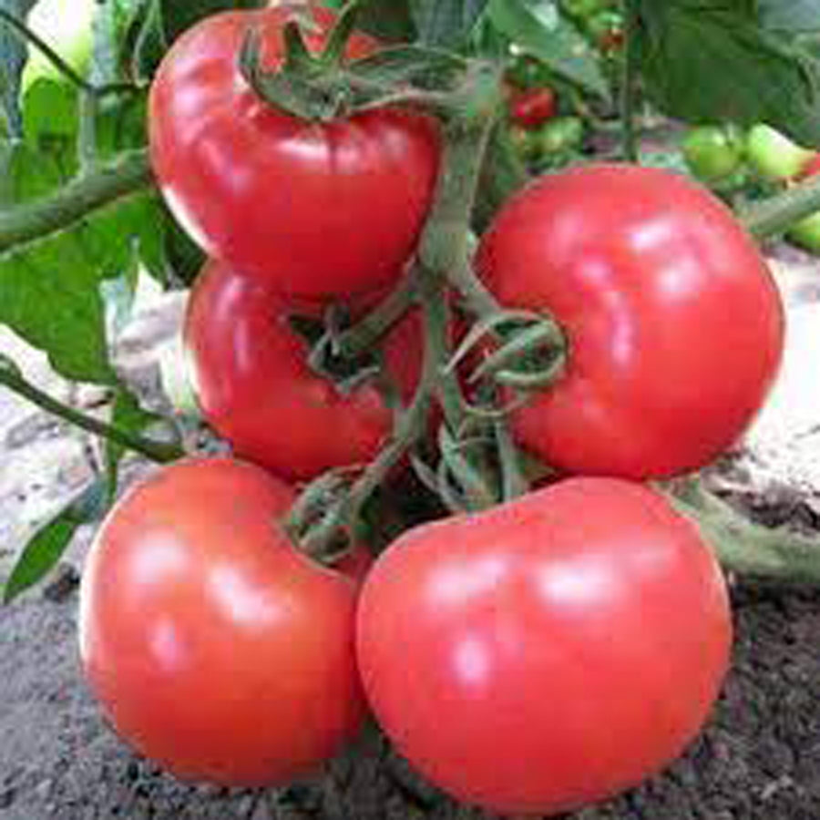 Tomato, Honeymoon Hybrid