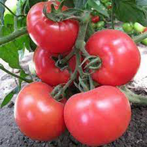 Tomato, Honeymoon Hybrid