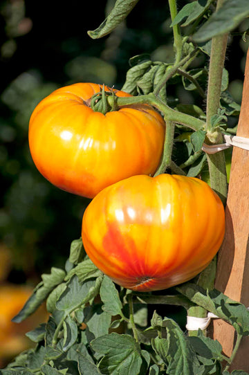 Tomato, BuffaloSun Hybrid