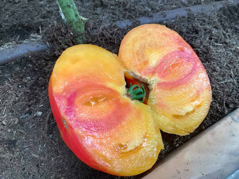 Tomato, BuffaloSun Hybrid