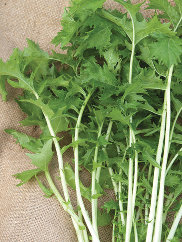 Turnips, Turnip Top Namenia