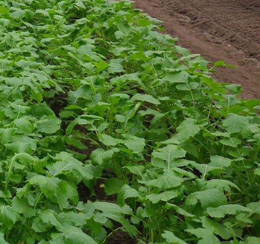 Turnips, Turnip Tops Seven