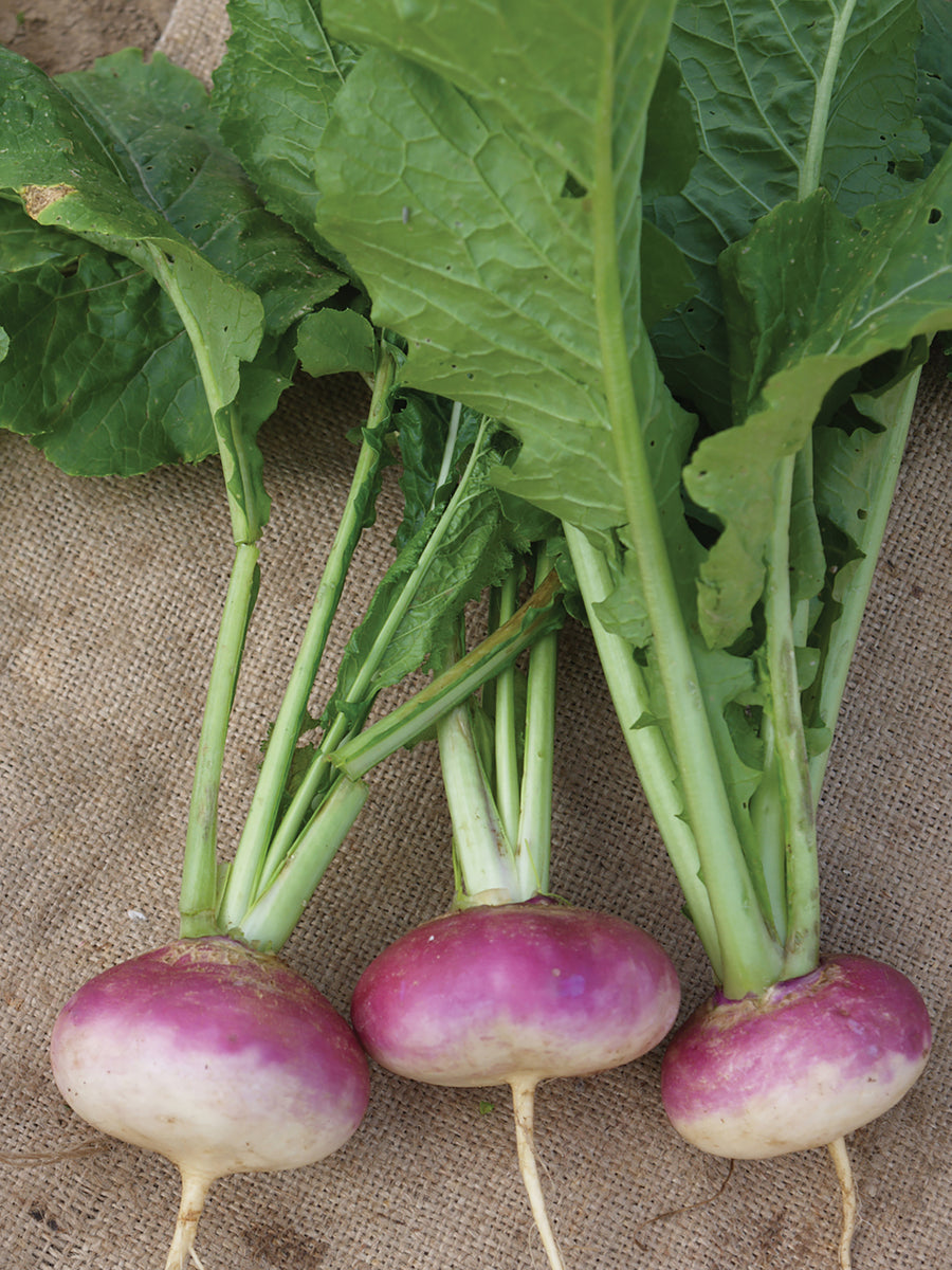 Turnips, Milan