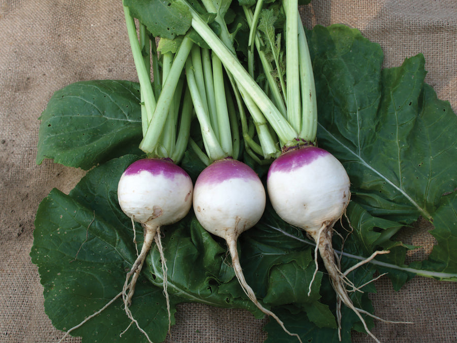 Turnips, Purple Top White Globe