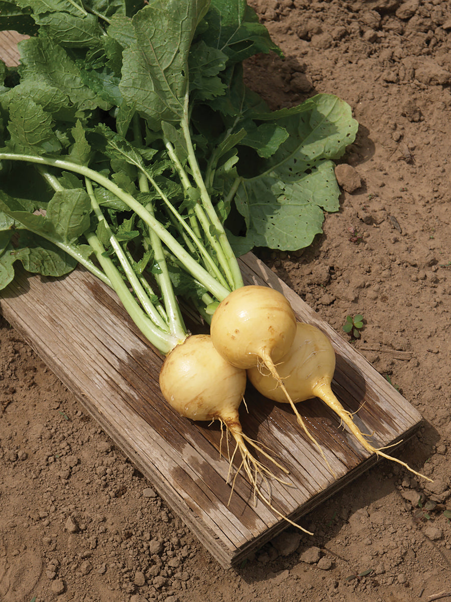 Turnips, Goldana