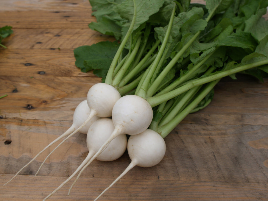 Turnips, White Lady Hybrid