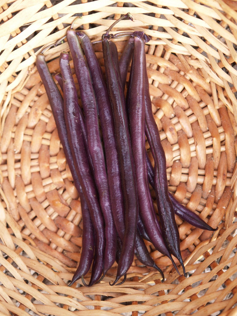 Beans, Royal Burgundy