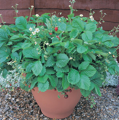 Strawberries, Mignonette :CF