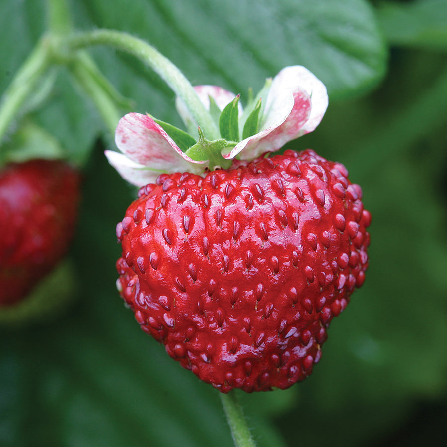 Strawberries, Mignonette :CF
