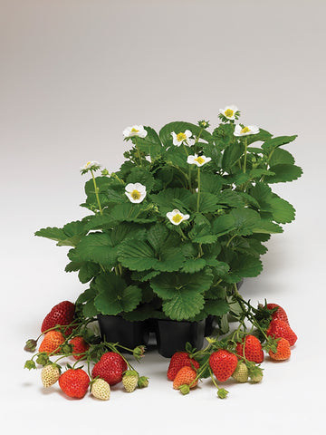 Strawberries, Loran Hybrid :SE