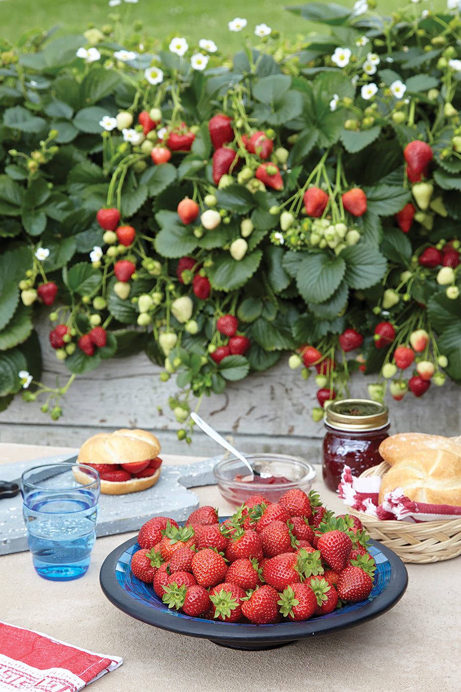 Strawberries, Delizz Hybrid