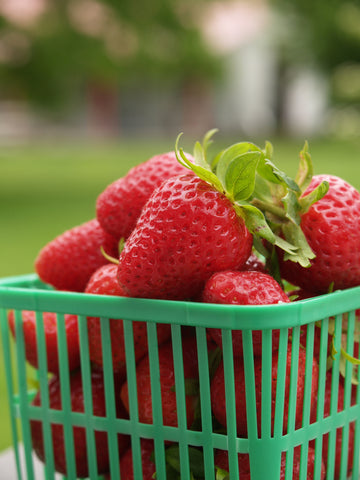 Strawberries, Milan Hybrid :CR