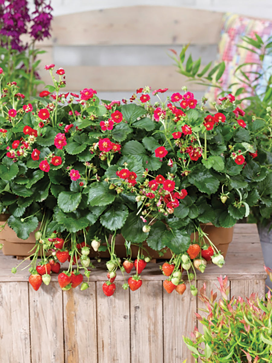 Strawberries, Summer Breeze Rose