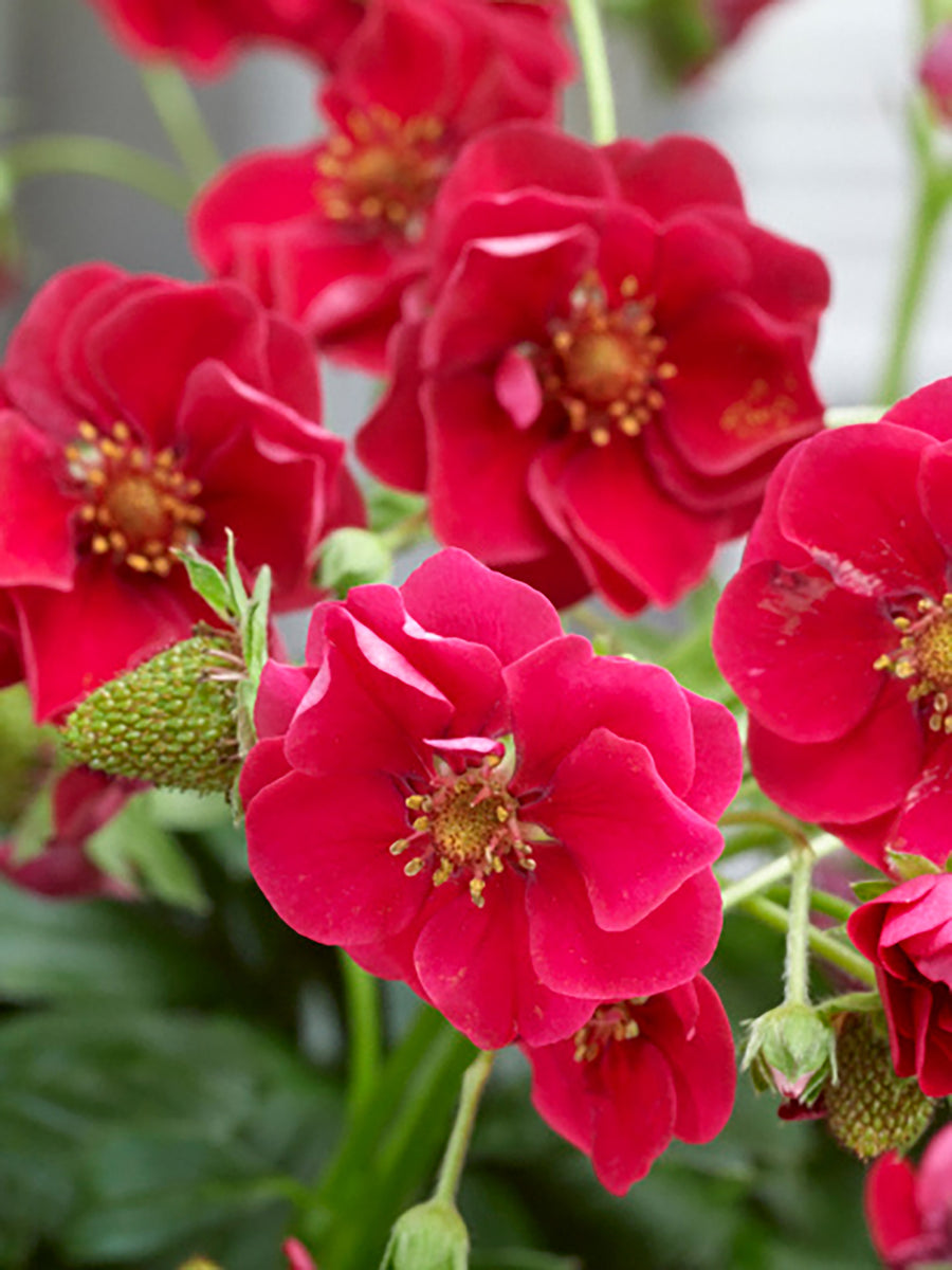 Strawberries, Summer Breeze Rose