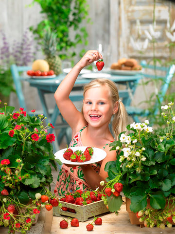 Strawberries, Summer Breeze Snow