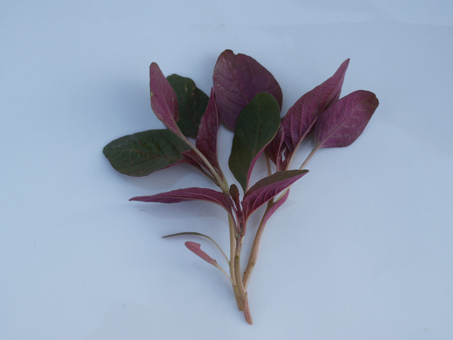 Greens, Red Garnet Amaranth