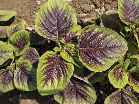 Greens, Hu Hsien Amaranth
