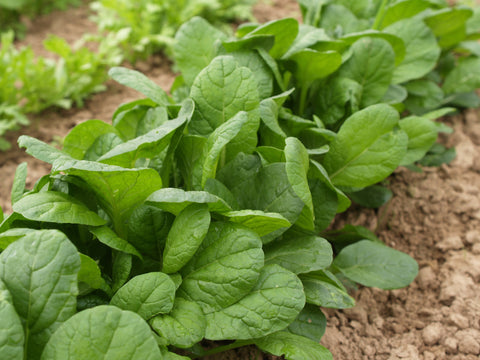 Greens, Choho Hybrid