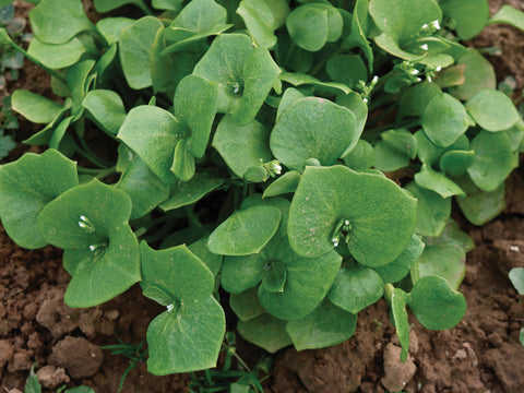 Greens, Claytonia Miners Lettuce