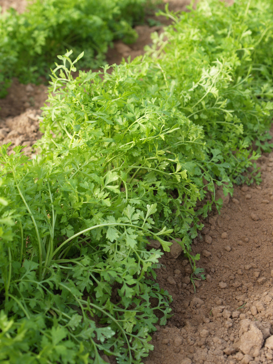 Greens, Garden Cress Peppergrass