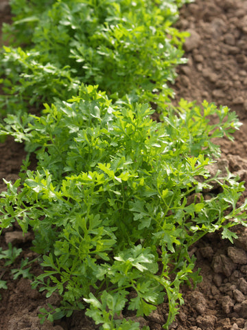 Greens, Olympus Cress
