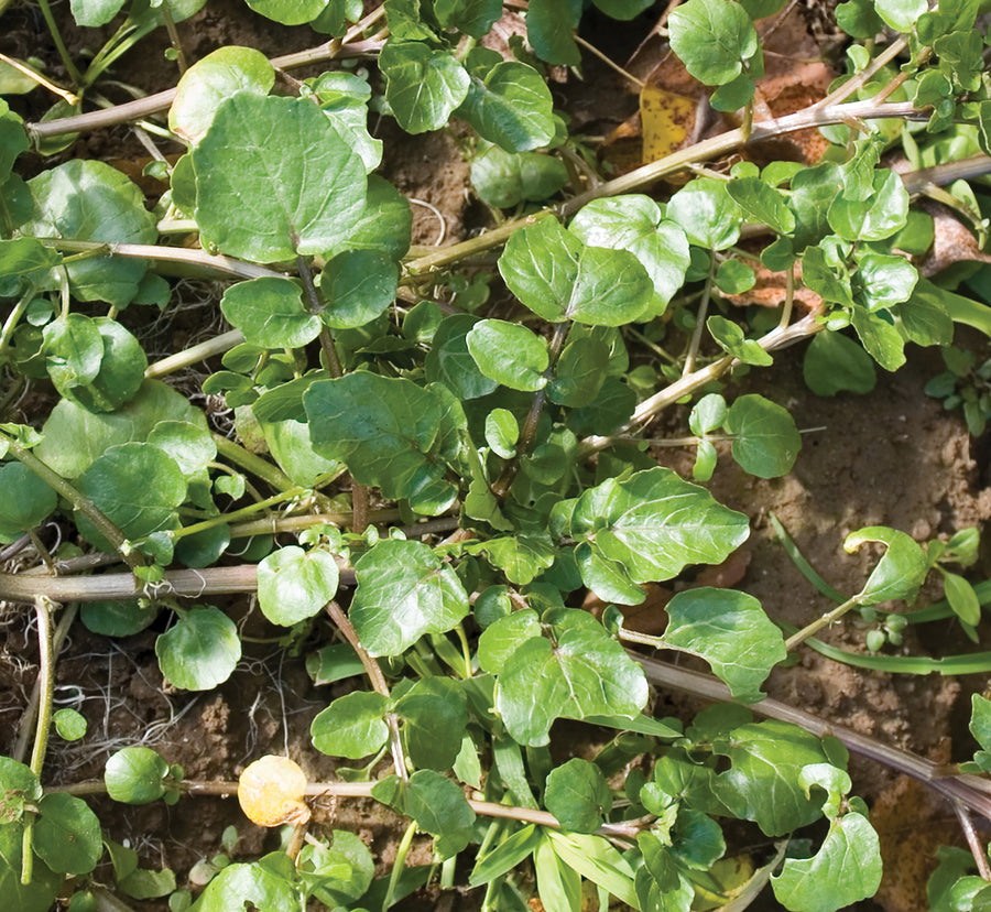 Greens, Watercress