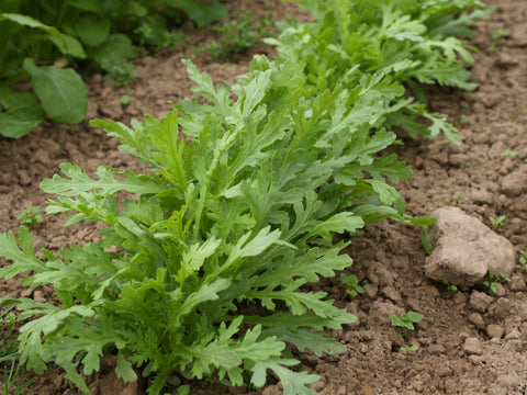 Greens, Garland, Serrated