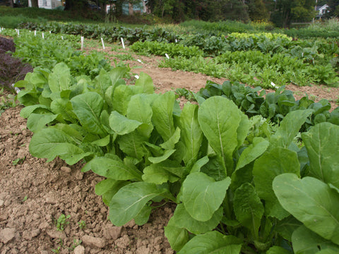 Greens, Komatsuna