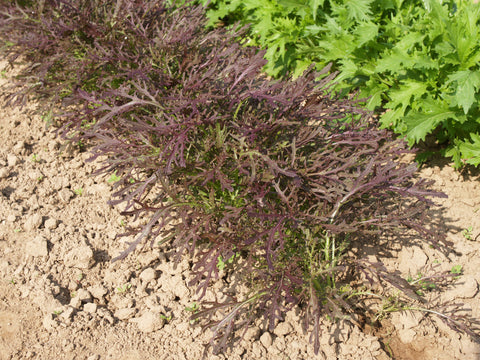 Greens, Red Frills Organic - CF