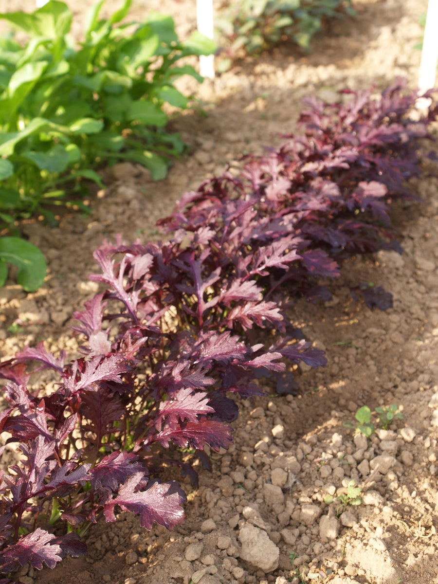 Greens, Miz America Mustard