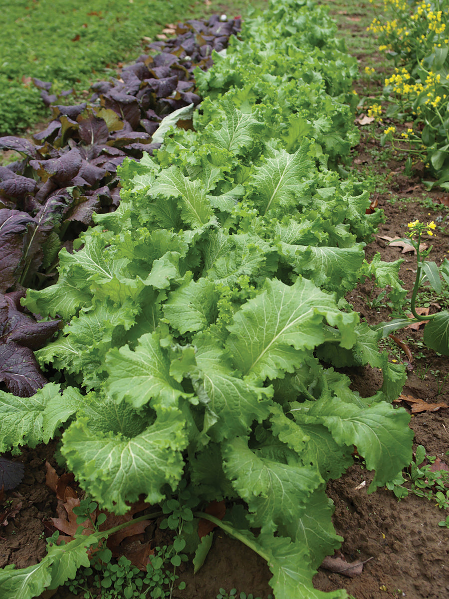 Greens, Green Wave Mustard