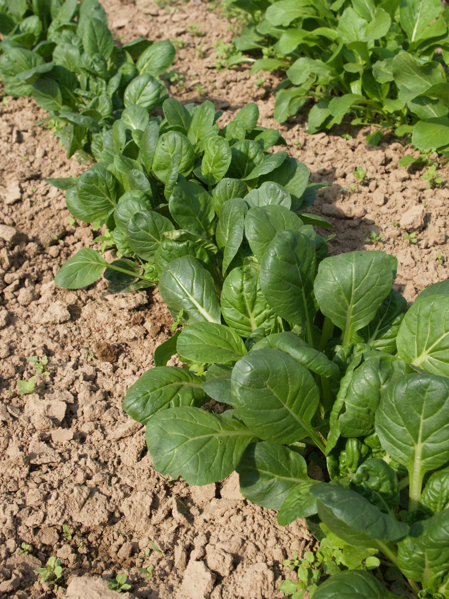 Greens, Tatsoi