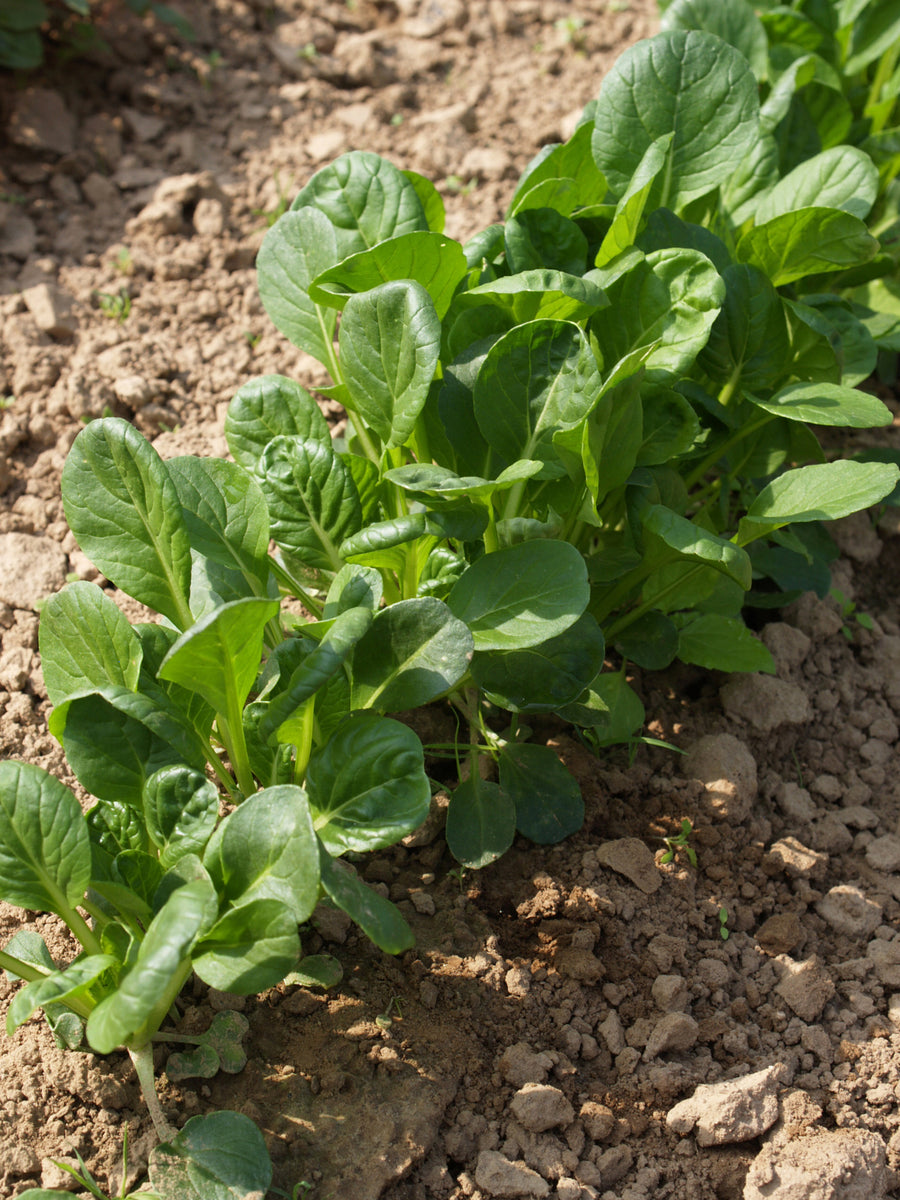 Greens, Green Coin Organic