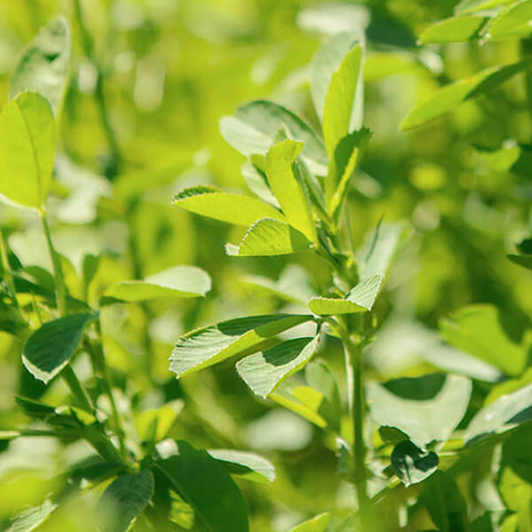 Greencrops, Alfalfa Organic