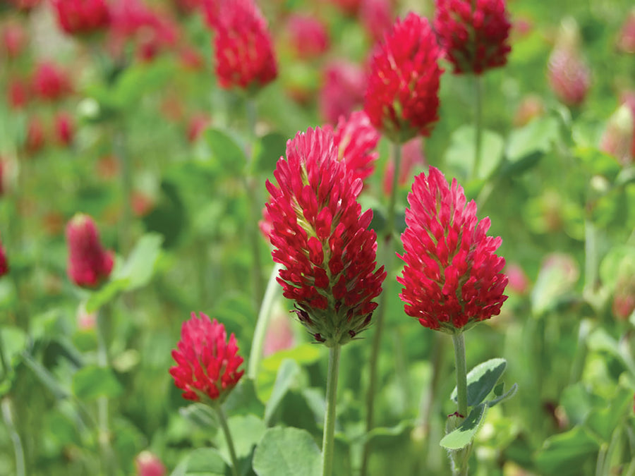 Greencrops, Crimson Clover