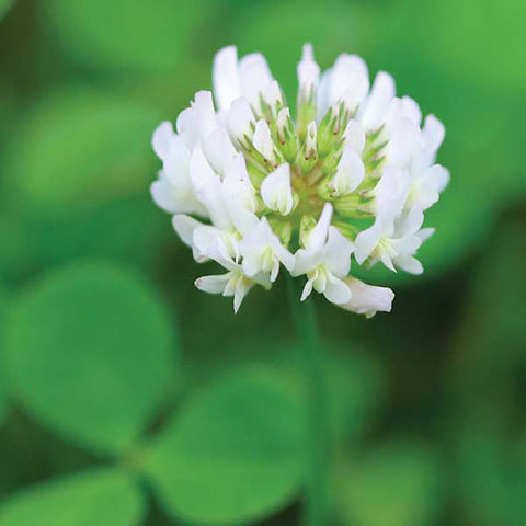 Greencrops, White Clover