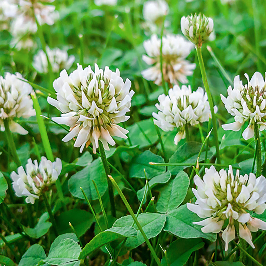 Greencrops, Berseem Clover