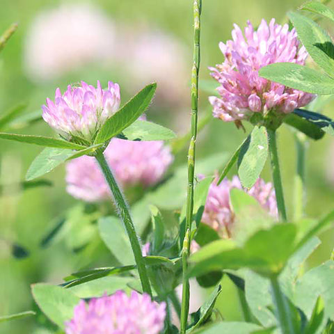 Greencrops, Red Clover - SE