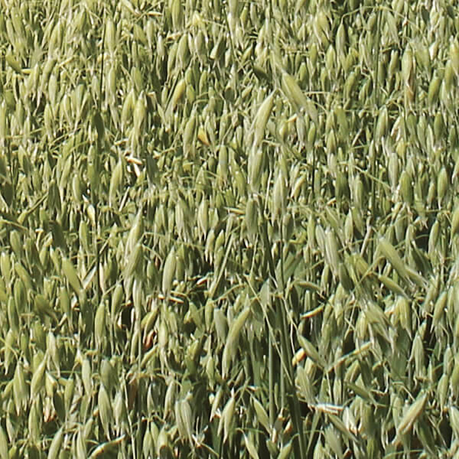 Greencrops, Oats Organic