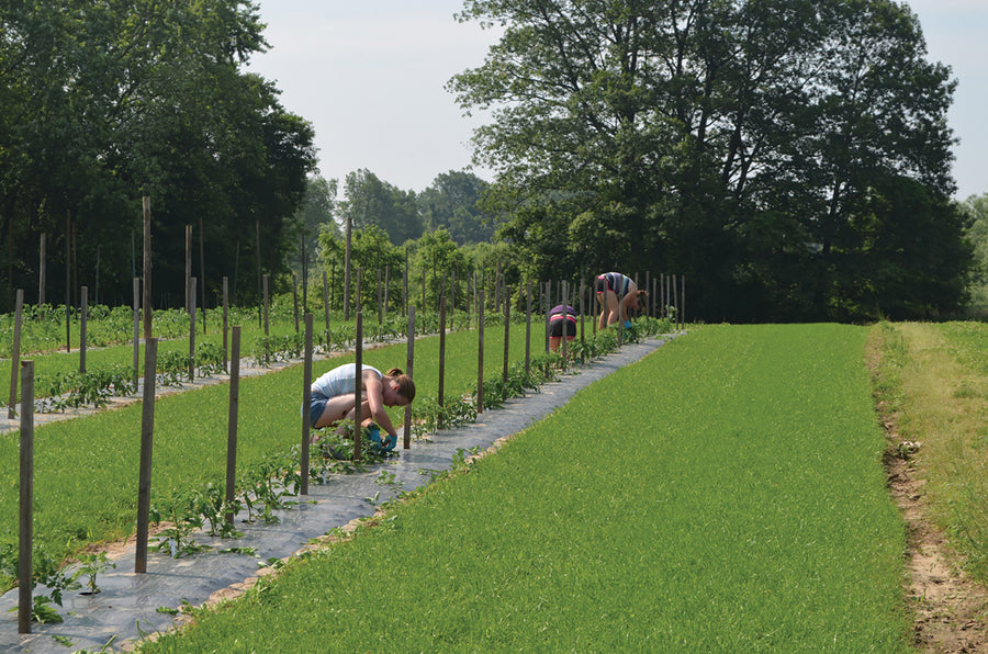 Greencrops, Annual Ryegrass Organic