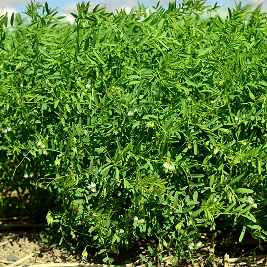 Greencrops, Lentils