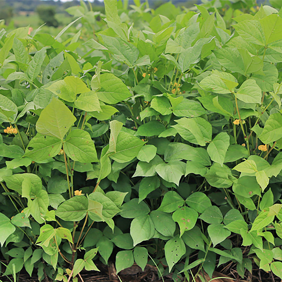 Greencrops, Cowpeas - SE