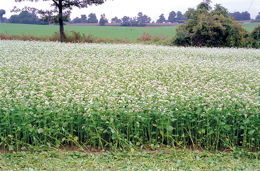 Greencrops, Buckwheat Organic